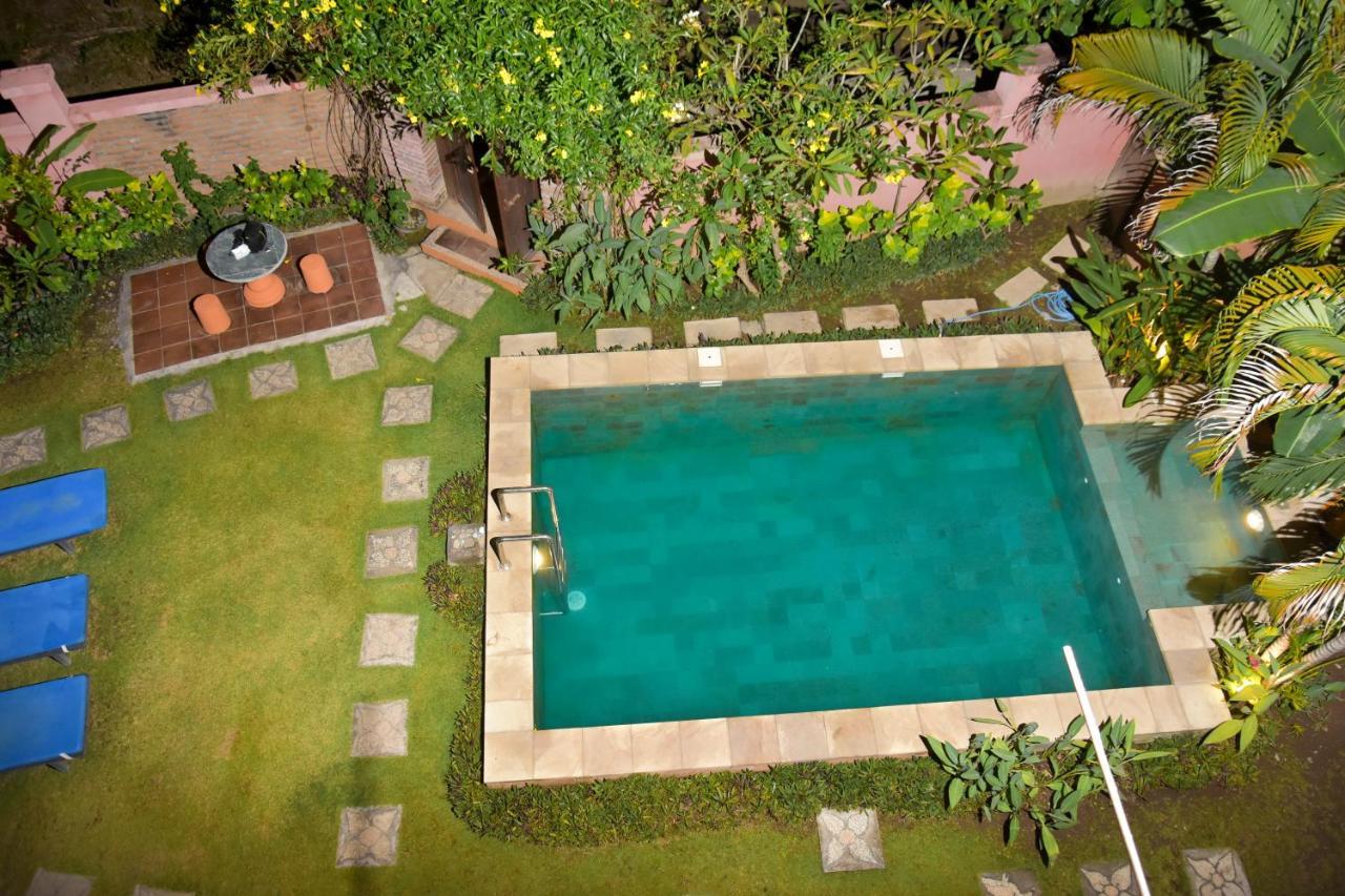Bali Blue Gecko * Amed (Bali)